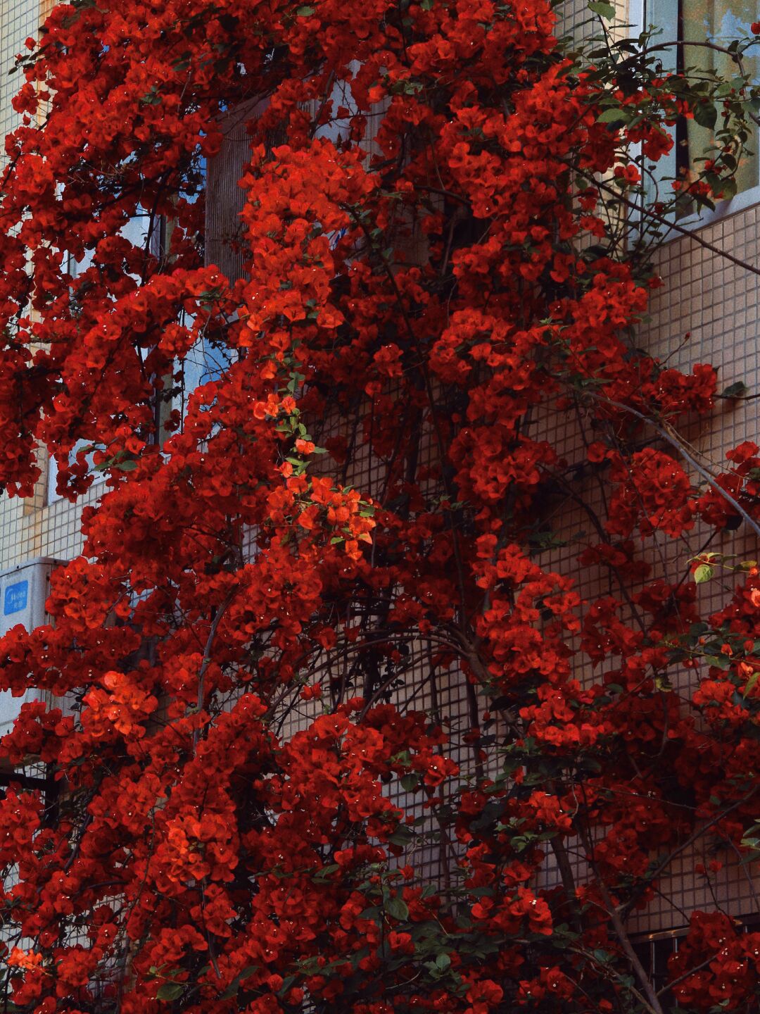 校园六景IMG_0538(20220327-230724).JPG